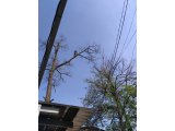 Фото 3 Удаление спиливание деревьев. Чистка дубов ирпень буча киев 49415