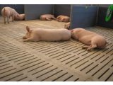 Фото  1 Свинарники.Щелеві підлоги свинарника 2500х500х100 Для свинарнків ціну прораховуємо на замовленні та доставку також 3497196